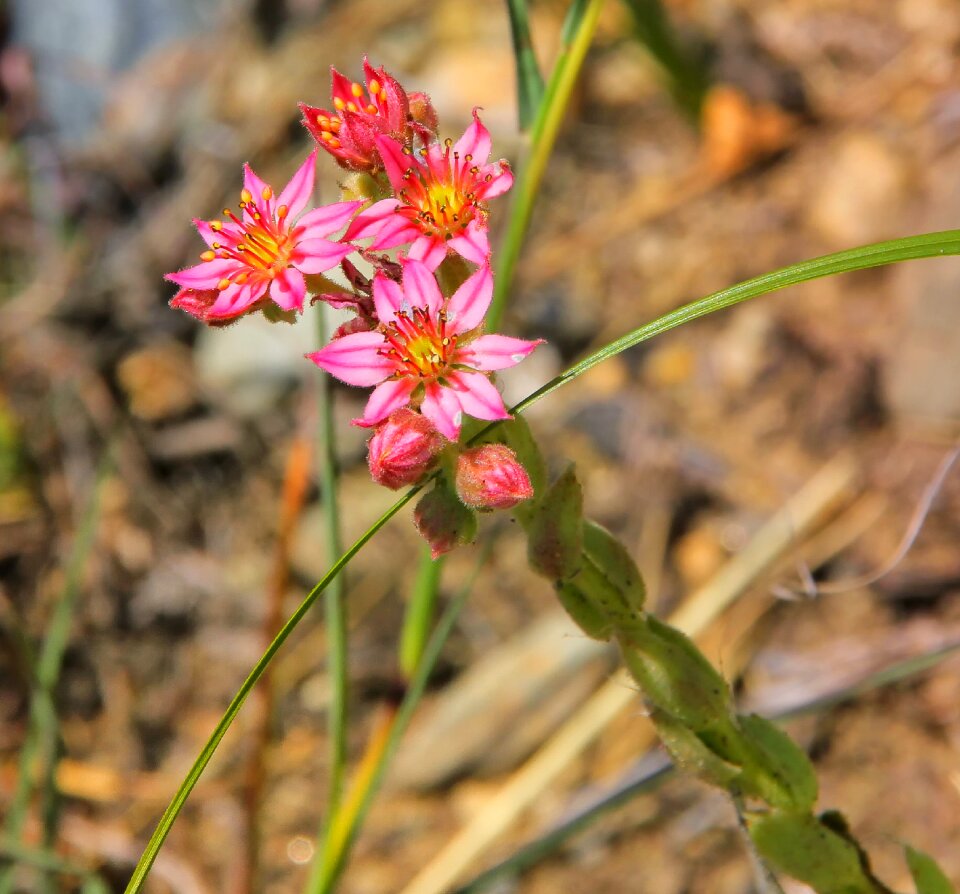 Summer petal pink