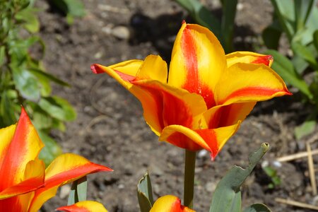 Flower orange yellow