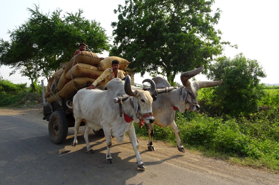 Cattle kankrej indian