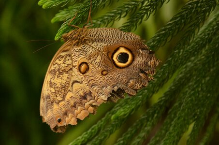 Wing fly branch
