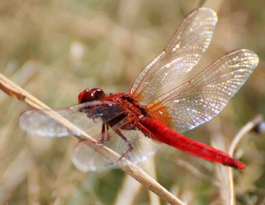 Red dragonfly nature wing photo