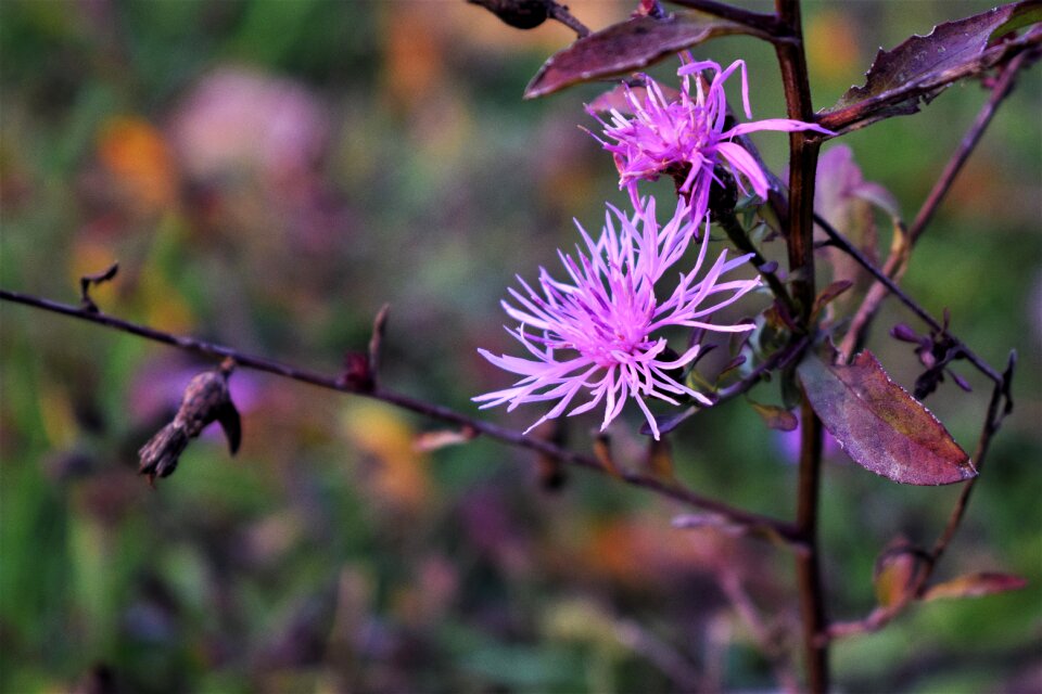 Rose flowers bloom