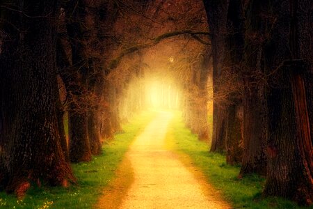 Light away forest path