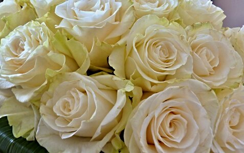 Flowers wedding white roses photo