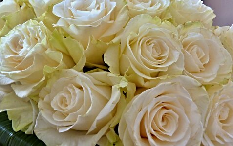 Flowers wedding white roses
