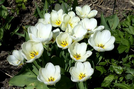 Flower white spring