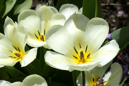 Flower white spring photo