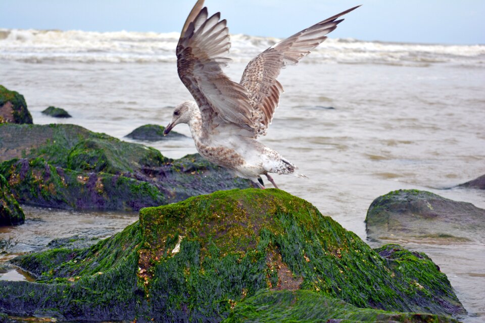 Coast body of water nature