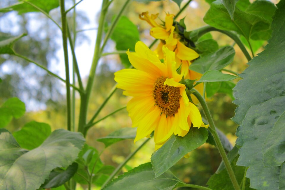 Beauty summer nature