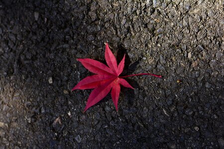 Autumn nature fall