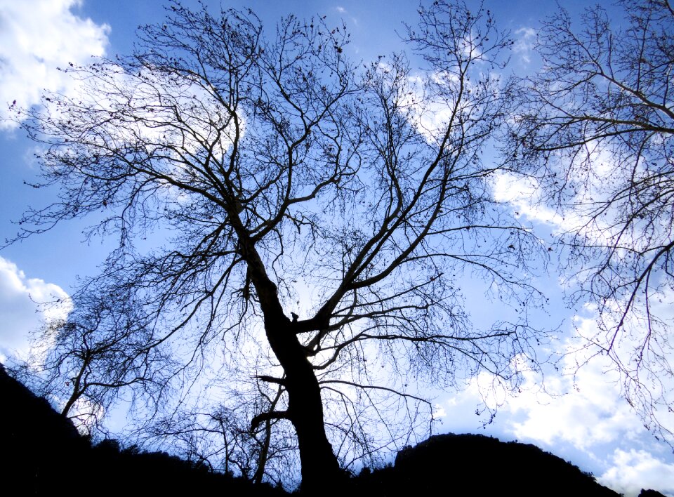 Sky blue turkey