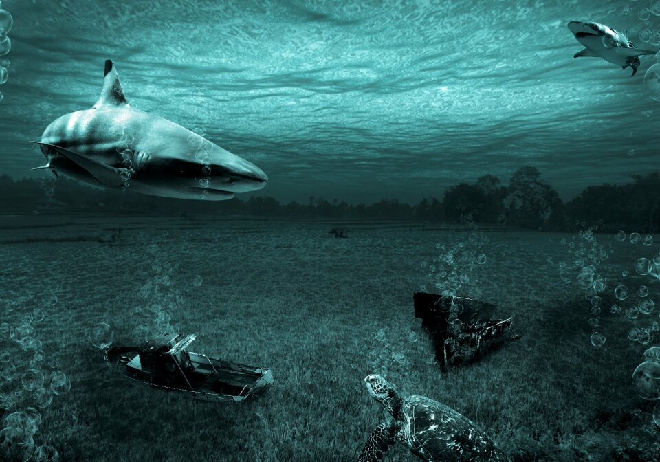 Sea underwater nature