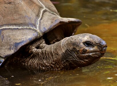 Panzer zoo turtle photo