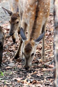 Ovis nature animal