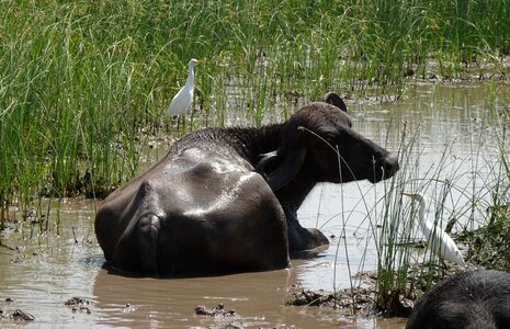 Water buffalo swamp marsh