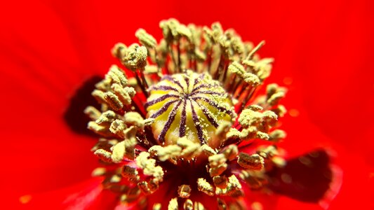 Closeup poppy season photo