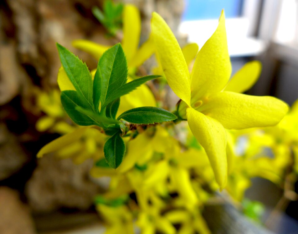 Flora flower closeup