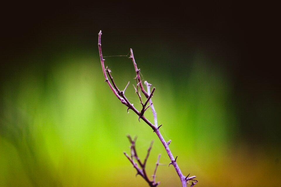 Photograph leave trees