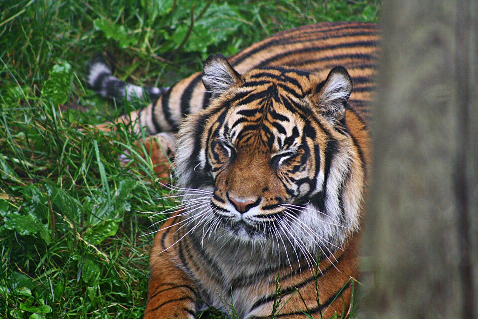 Carnivore predator mammal