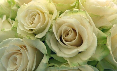 White roses butyric wedding photo