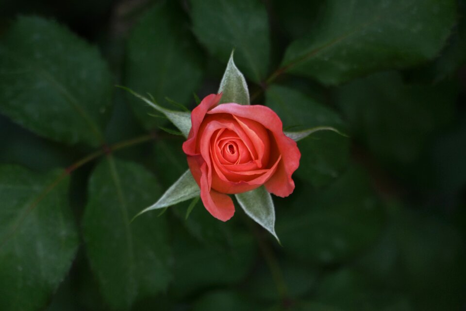 Love decoration red