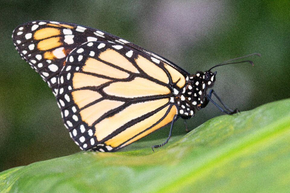 Nature wing animal