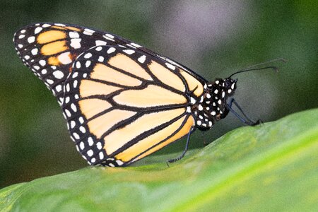 Nature wing animal
