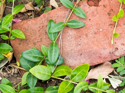Creep ground soil