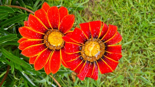 Nature synergy organic