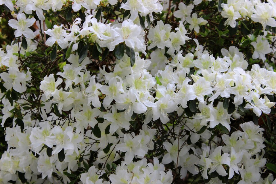 Nature leaf blossom photo