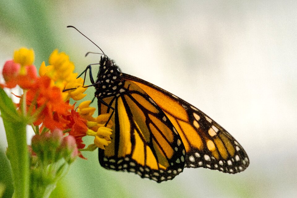 Nature wing flower