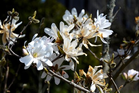Spring magnoliengewaechs tree