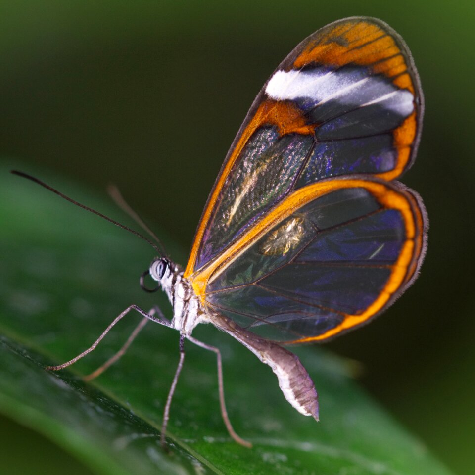 Wing nature lepidoptera