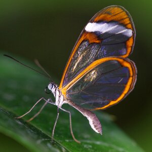 Wing nature lepidoptera photo