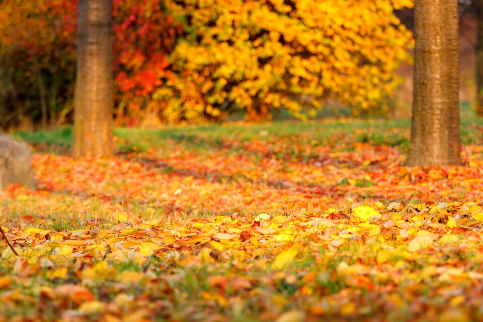 Fall foliage golden autumn nature