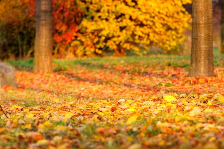 Fall foliage golden autumn nature photo