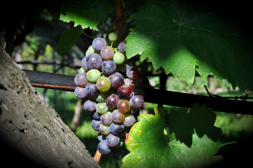 Grape vineyard wine