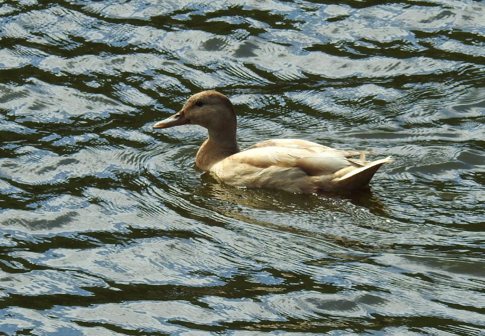 Animal world puddle duck