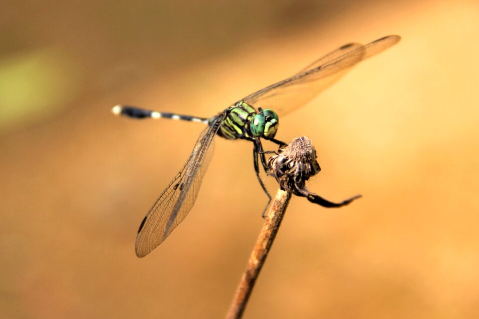 Fly wild green