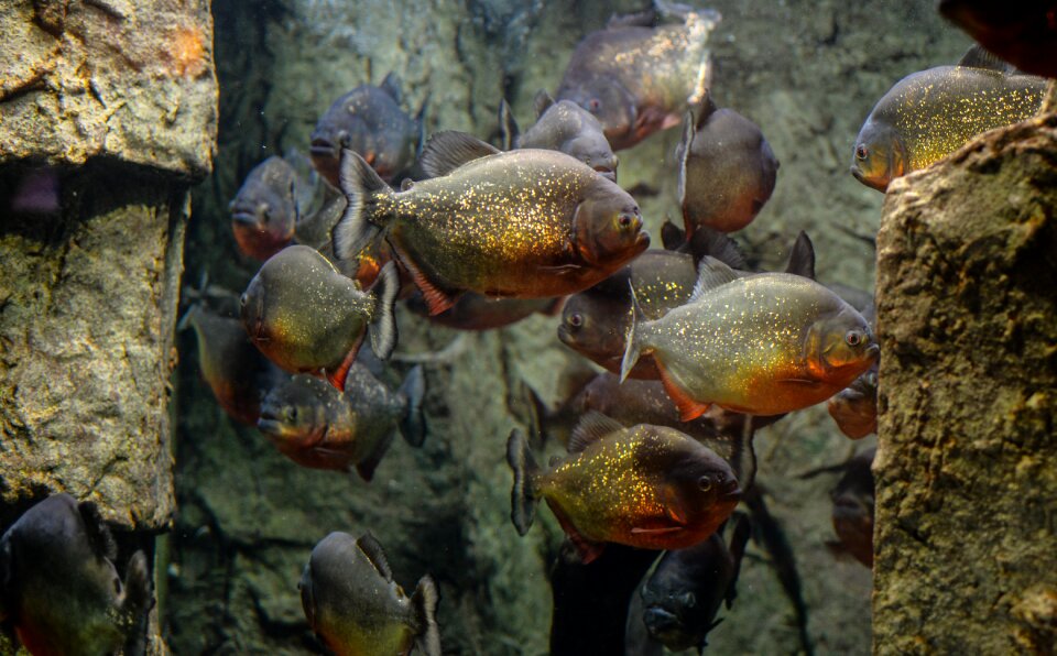 Animal water wildlife