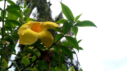 Kerala yellow flower