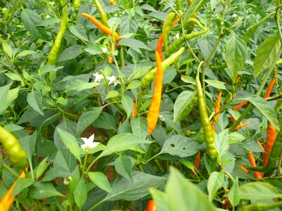 Red pepper yellow gong pepper natural