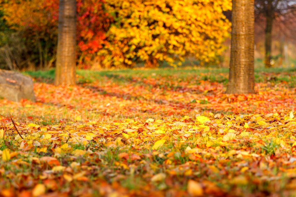 Fall foliage golden autumn nature photo