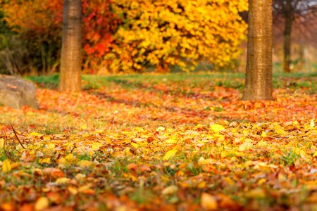 Fall foliage golden autumn nature
