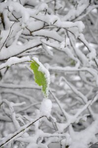 Winter nature season photo