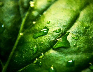 Veins water droplets photo