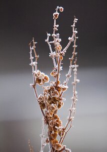 Snow flower nature