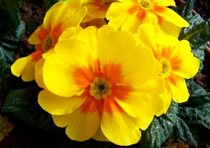 Yellow flower primula spring flower
