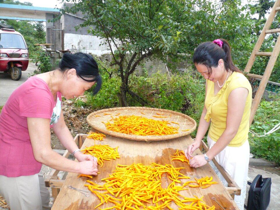 Red pepper yellow gong pepper natural
