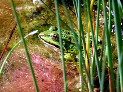 Animal world amphibian frog